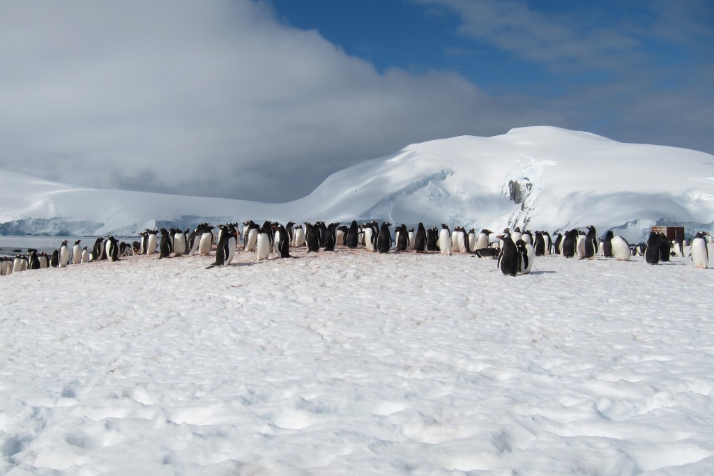 Carmel Valley San Diego Community | Antarctica’s White Continent | The ...